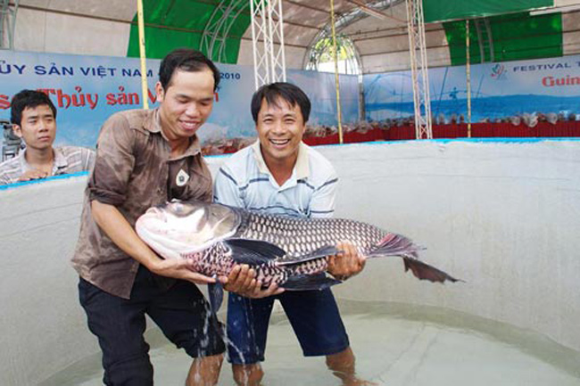 Con cá hô nuôi ao lớn nhất được trung tâm sách Kỷ Lục Việt Nam công nhận kỷ lục việt nam. Nó có kích thước dài 1,12m, nặng 32kg.